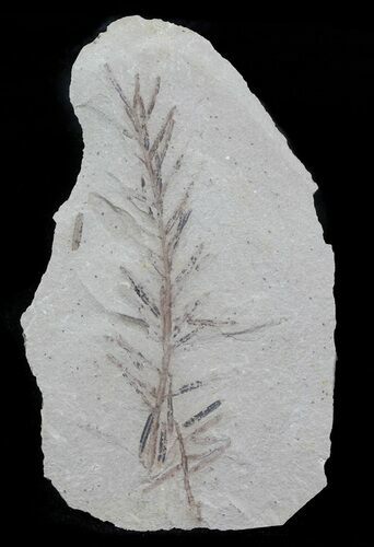 Metasequoia (Dawn Redwood) Fossil - Montana #62316